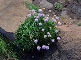 Armeria maritima. Цветущие растения (слева растет Plantago maritima). Исландия, южное побережье, мыс Дирхолаэй, прибрежные скалы. 03.08.2016.