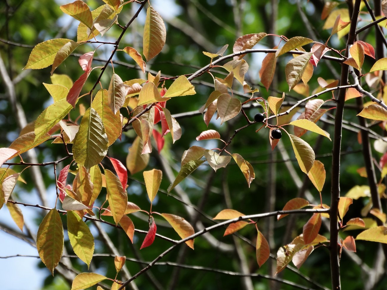 Изображение особи Padus avium ssp. pubescens.