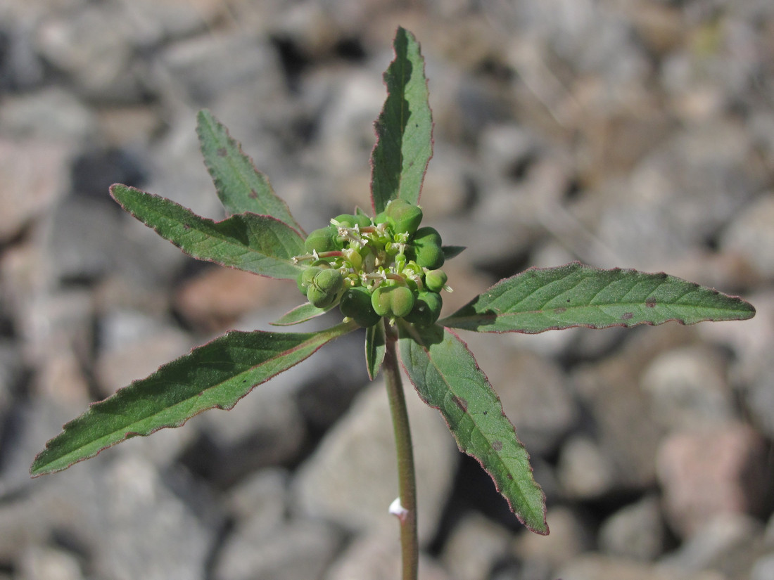 Image of Euphorbia davidii specimen.