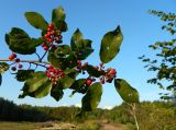 Frangula alnus