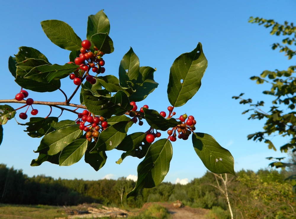 Изображение особи Frangula alnus.