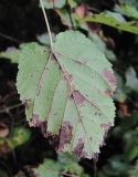 Acer tataricum. Поражённый лист (вид снизу) с личинками клопов(?). Краснодарский край, Абинский р-н, окр. пос. Ахтырский, небольшой лес. 25.09.2016.