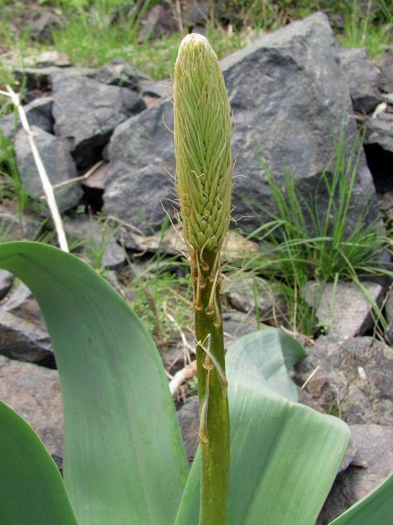 Image of Eremurus regelii specimen.