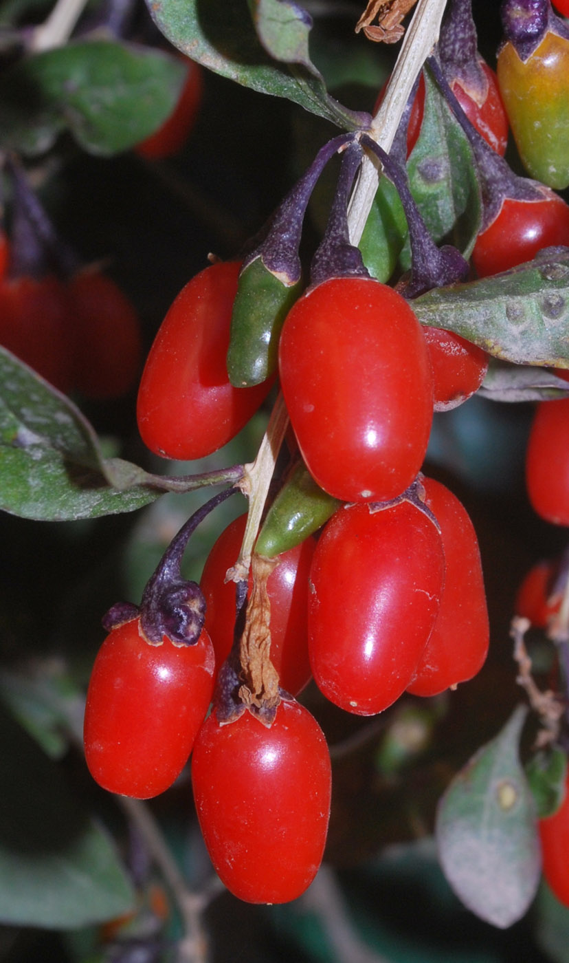 Image of Lycium barbarum specimen.