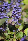 Ajuga reptans. Верхушка цветущего растения (сорт Burgundy Glow). Санкт-Петербург, Ботанический сад БИН РАН. 10.06.2015.