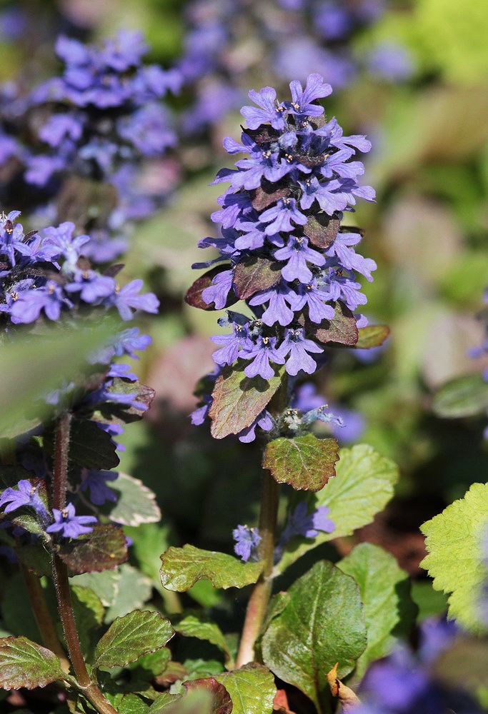 Image of Ajuga reptans specimen.