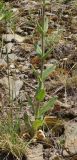 Silene viscosa