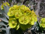 Euphorbia rigida