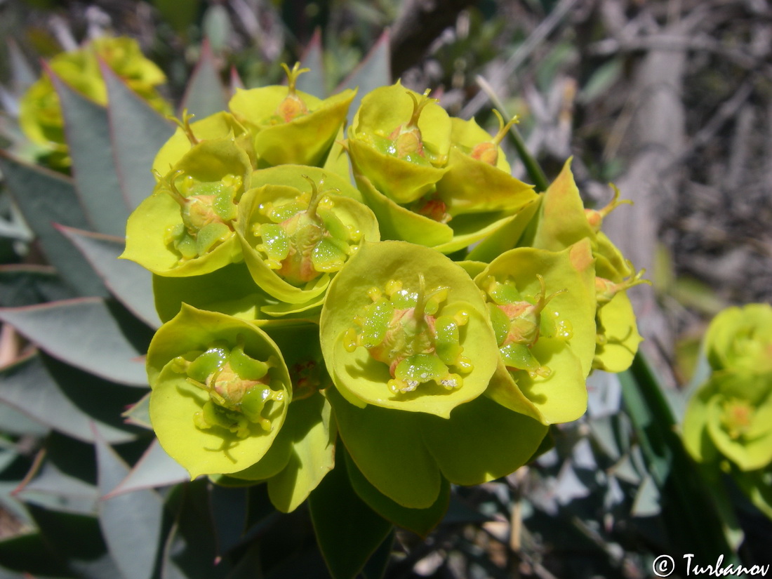 Изображение особи Euphorbia rigida.