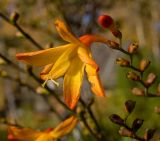 Crocosmia &times; crocosmiiflora