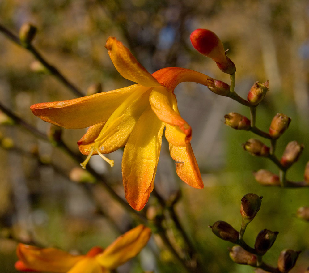 Image of Crocosmia &times; crocosmiiflora specimen.