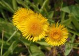 Inula oculus-christi