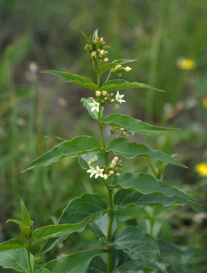 Image of Vincetoxicum hirundinaria specimen.