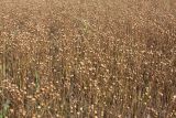 Linum usitatissimum. Сухие плодоносящие растения (сорт 'Лирика') на поле. Беларусь, Витебская обл., Городокский р-н, окр. пос. Малашенки. 17.08.2016.