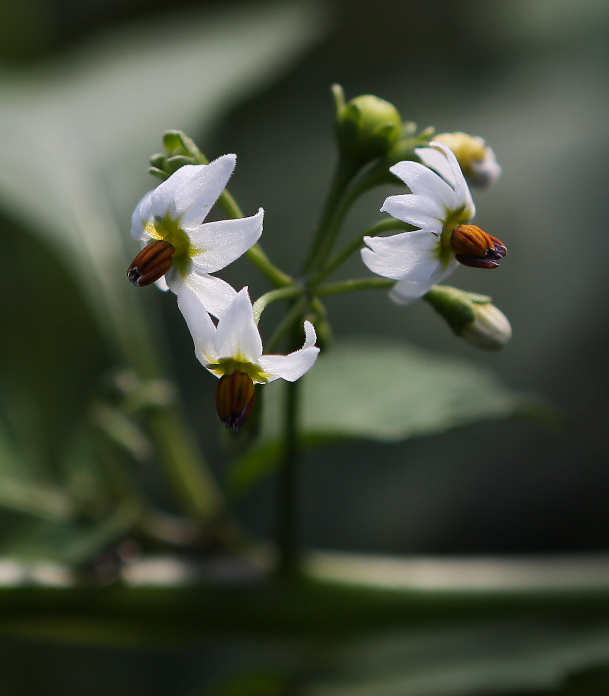 Изображение особи Solanum scabrum.