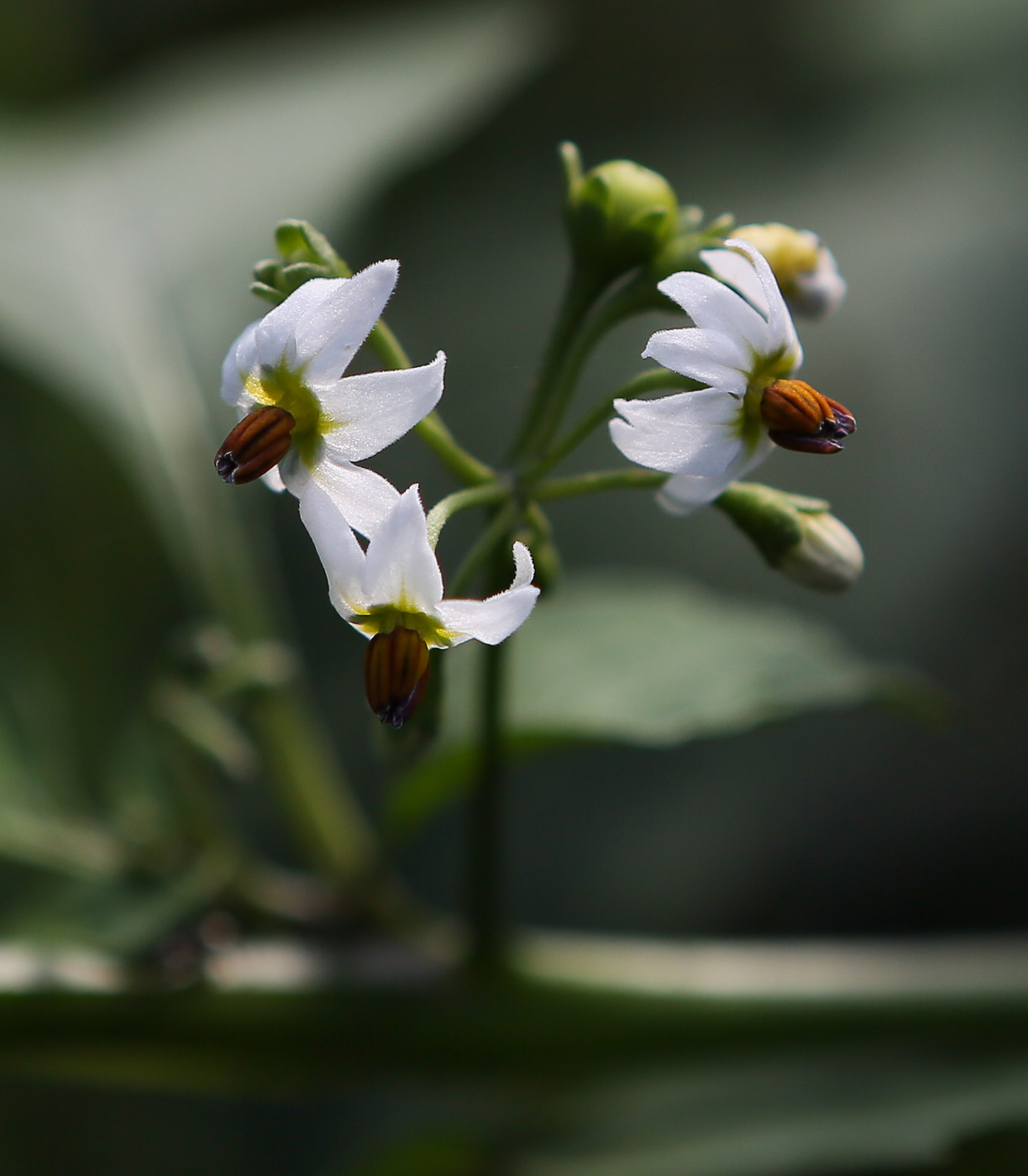 Image of Solanum scabrum specimen.