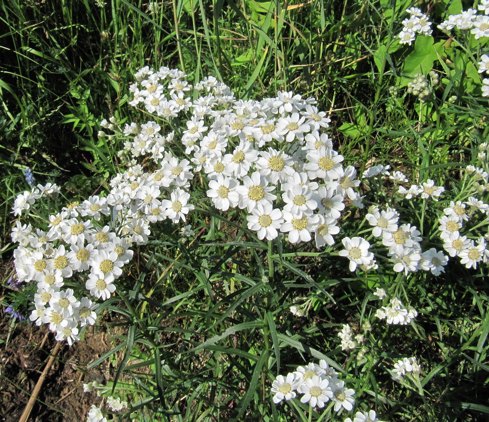 Изображение особи Achillea ptarmica.