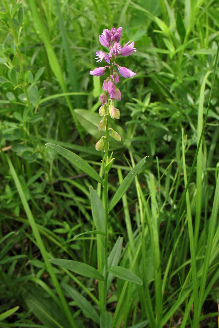 Image of Polygala comosa specimen.