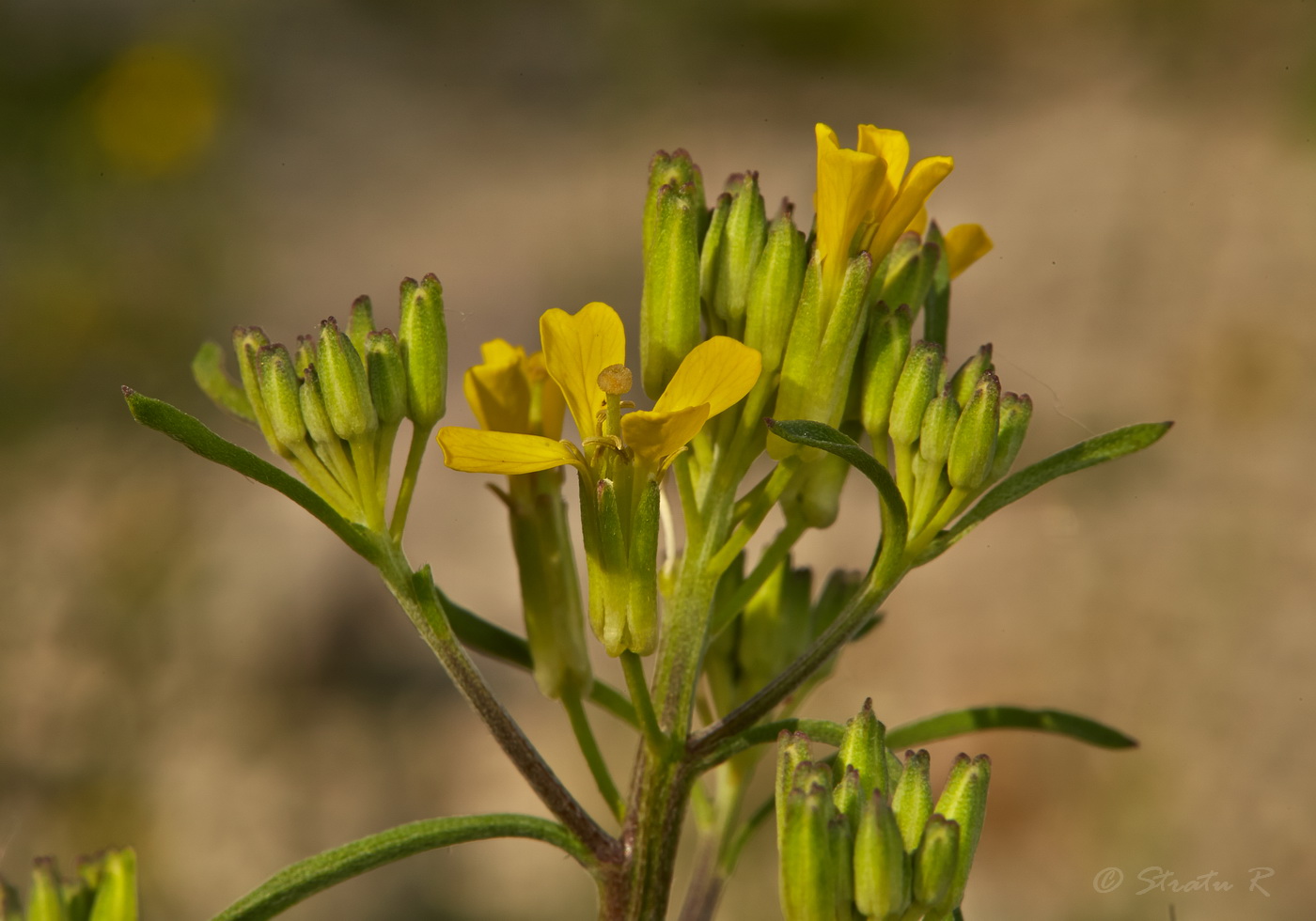 Image of Erysimum canescens specimen.