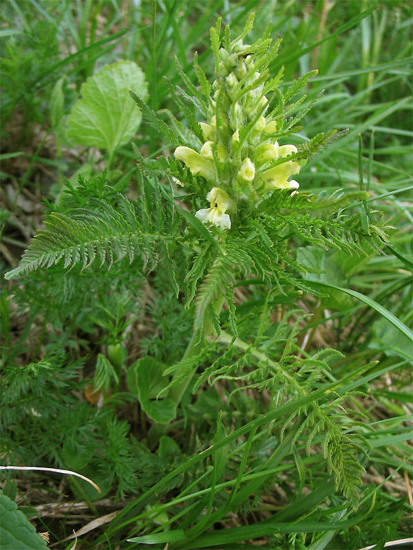 Image of Pedicularis hacquetii specimen.