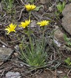 Scorzonera crocifolia