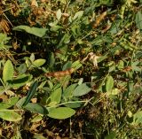 Lathyrus tuberosus. Часть побега с незрелыми и зрелыми плодами. Восточный Казахстан, г. Усть-Каменогорск, правый берег р. Иртыш, луг. 27.09.2016.