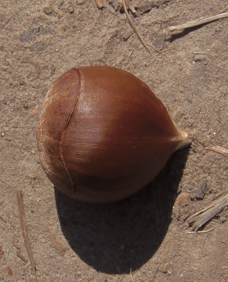 Image of Castanea sativa specimen.