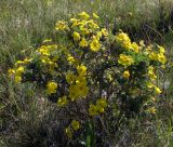 Dasiphora fruticosa. Цветущее растение. Республика Тува, Монгун-Тайгинский кожуун, горный массив Монгун-Тайга, водораздел рукавов р. Дуруг-Су, тундряное осоково-злаковое сообщество. 22.07.2016.