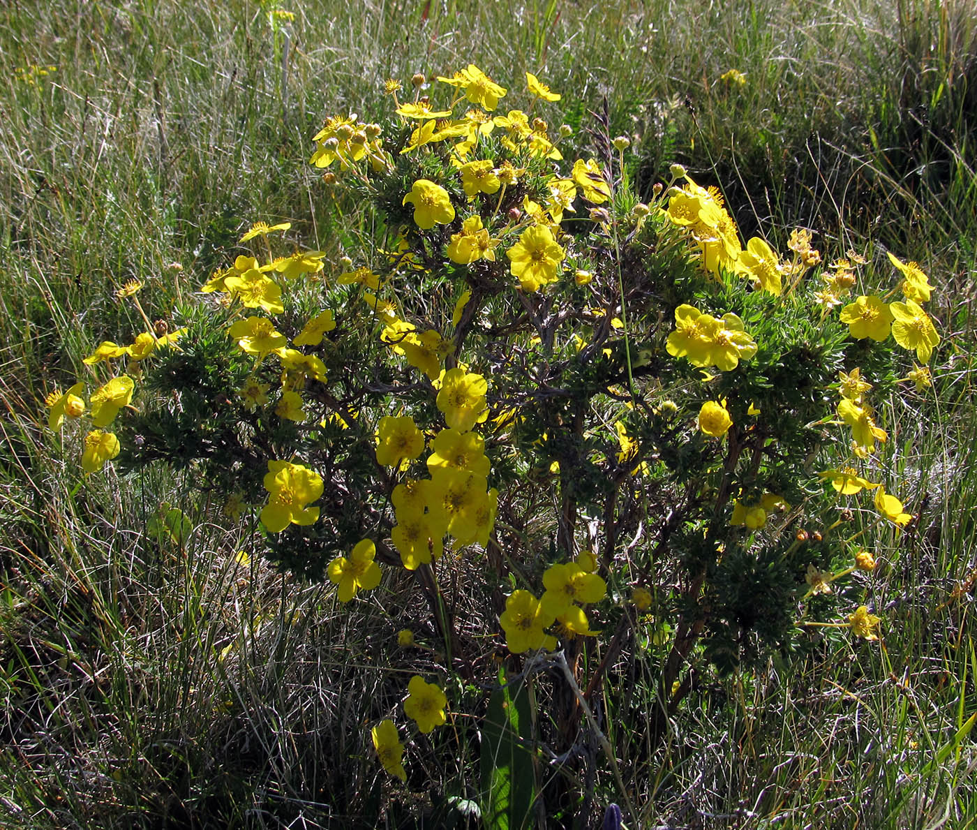 Image of Dasiphora fruticosa specimen.