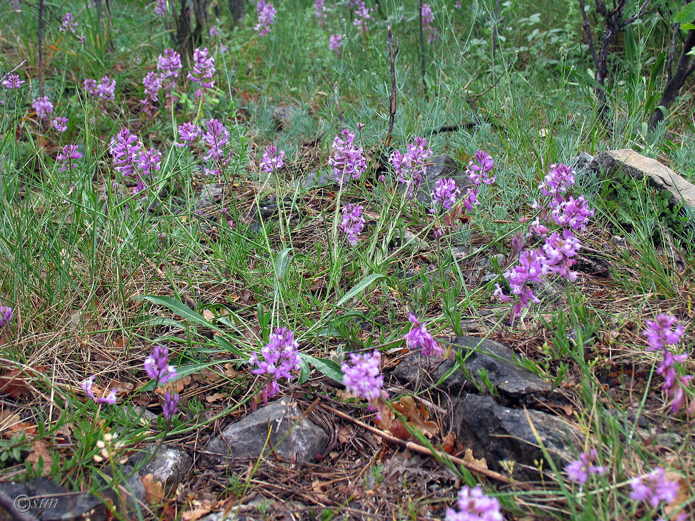 Image of Polygala major specimen.