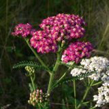 Achillea asiatica. Верхушка побега с соцветиями. Амурская обл., Бурейский р-н, окр. с. Виноградовка, опушка дубового леса. 20.07.2016.