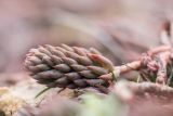 Sedum reflexum