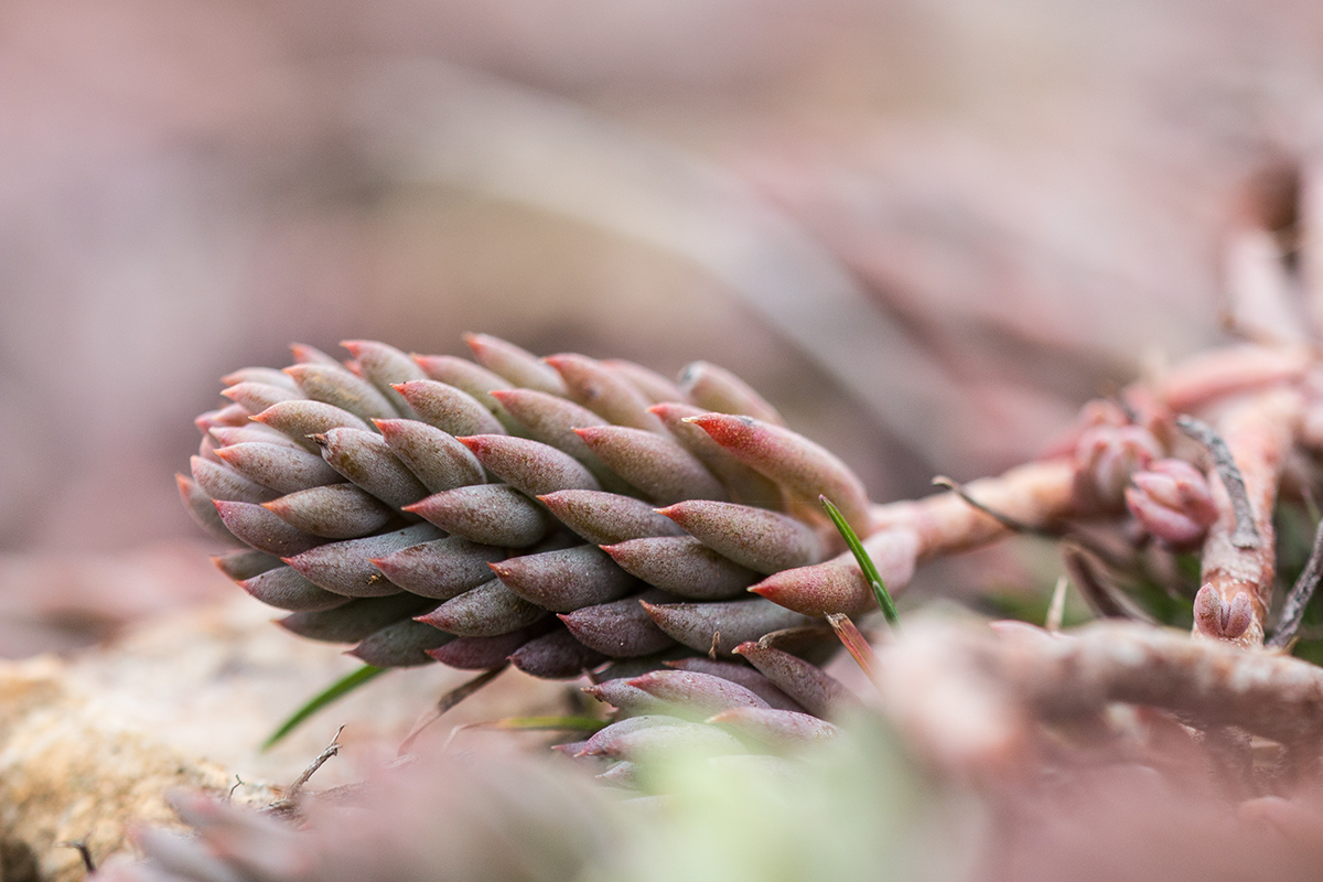 Image of Sedum reflexum specimen.