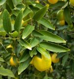Citrus × floridana