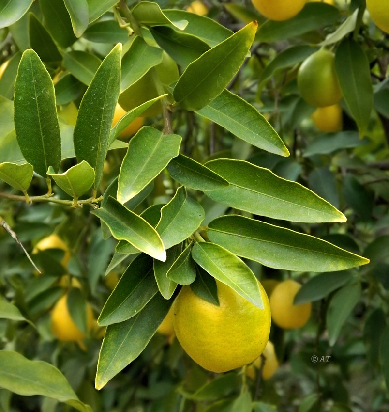 Image of Citrus &times; floridana specimen.