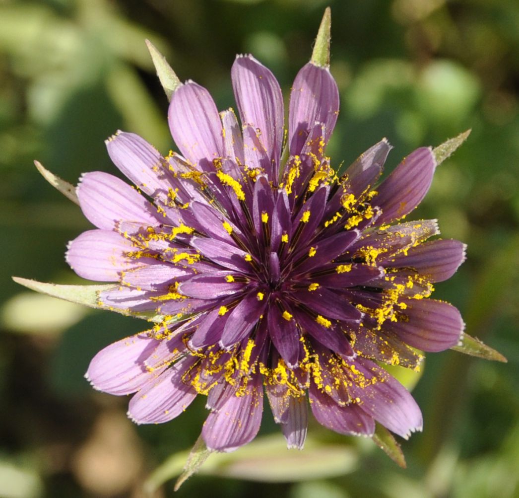 Image of Tragopogon porrifolius ssp. eriospermus specimen.