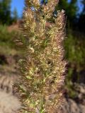 род Calamagrostis