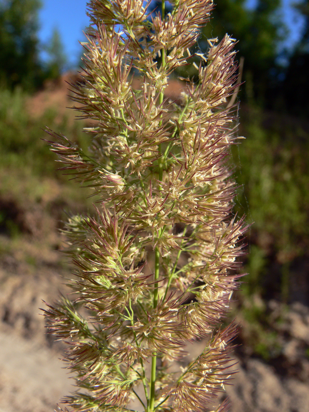 Изображение особи род Calamagrostis.