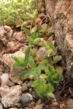 Cerastium semidecandrum. Цветущие растения. Крым, Балаклава, приморские склоны. 4 апреля 2010 г.