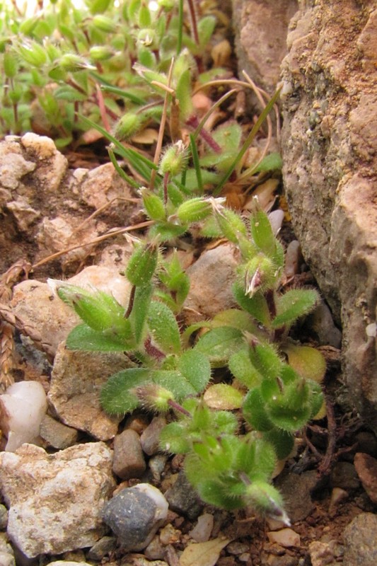 Image of Cerastium semidecandrum specimen.