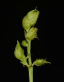 Macaranga tanarius