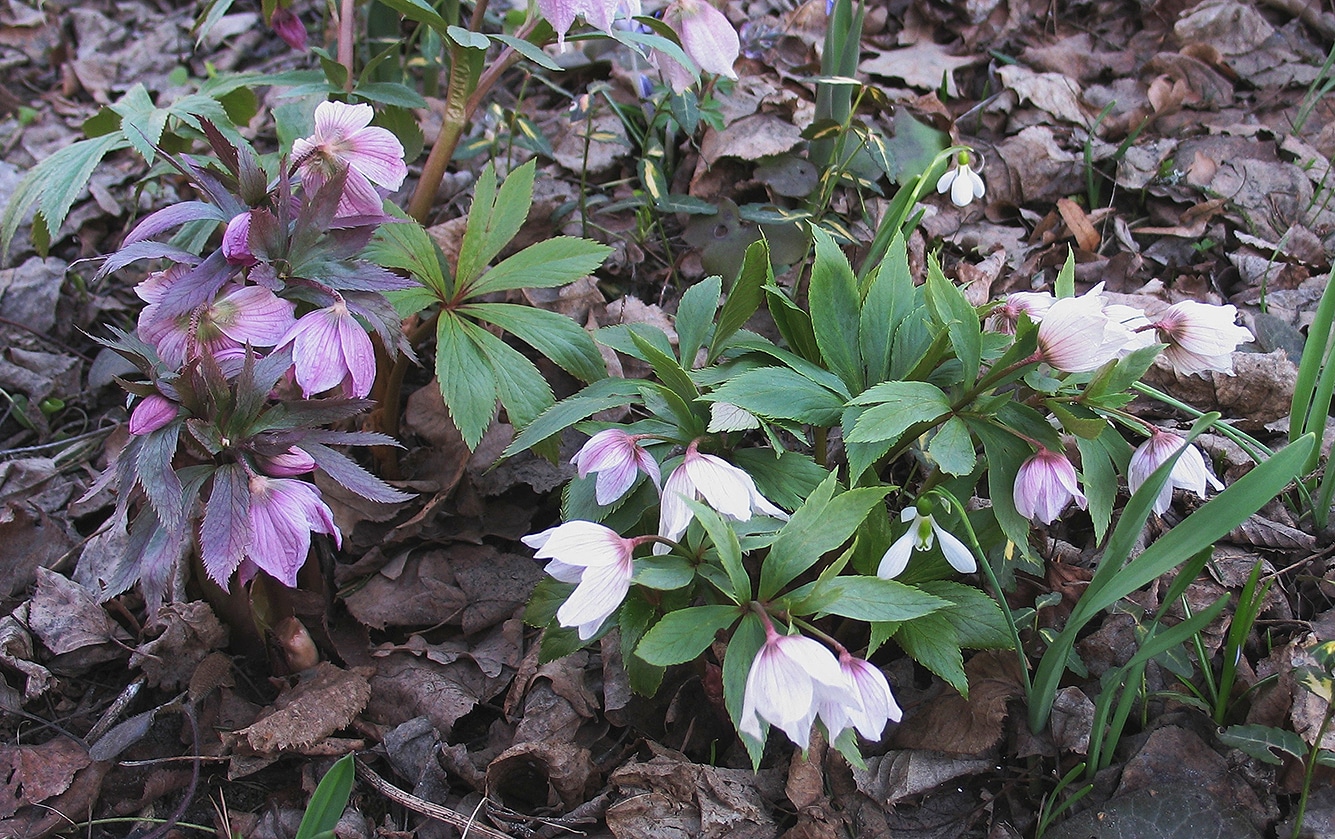 Изображение особи Helleborus thibetanus.