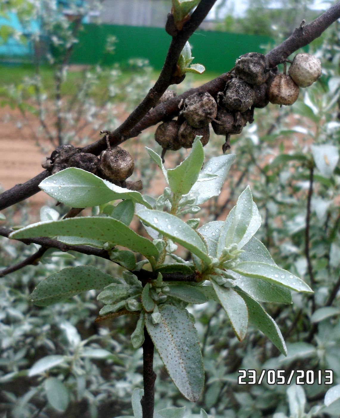 Изображение особи Elaeagnus commutata.