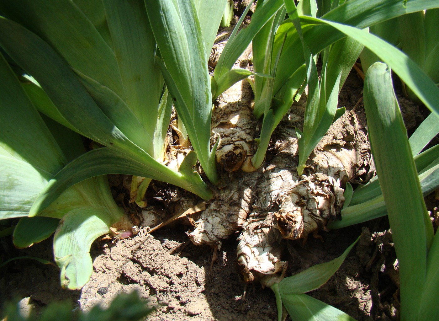 Image of Iris nyaradyana specimen.