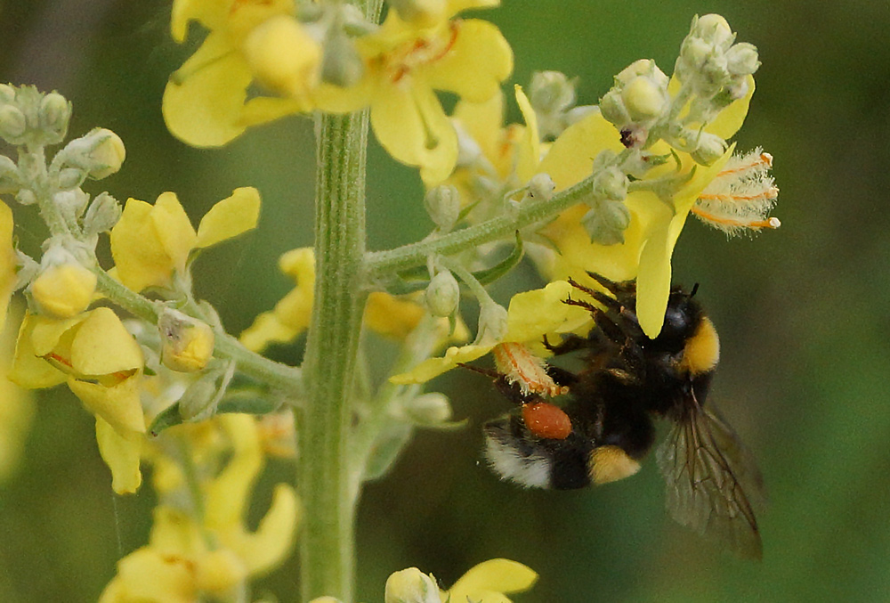 Image of Verbascum lychnitis specimen.