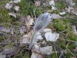 Pulsatilla patens
