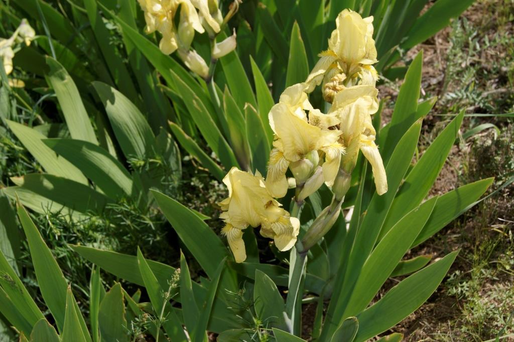 Image of Iris imbricata specimen.