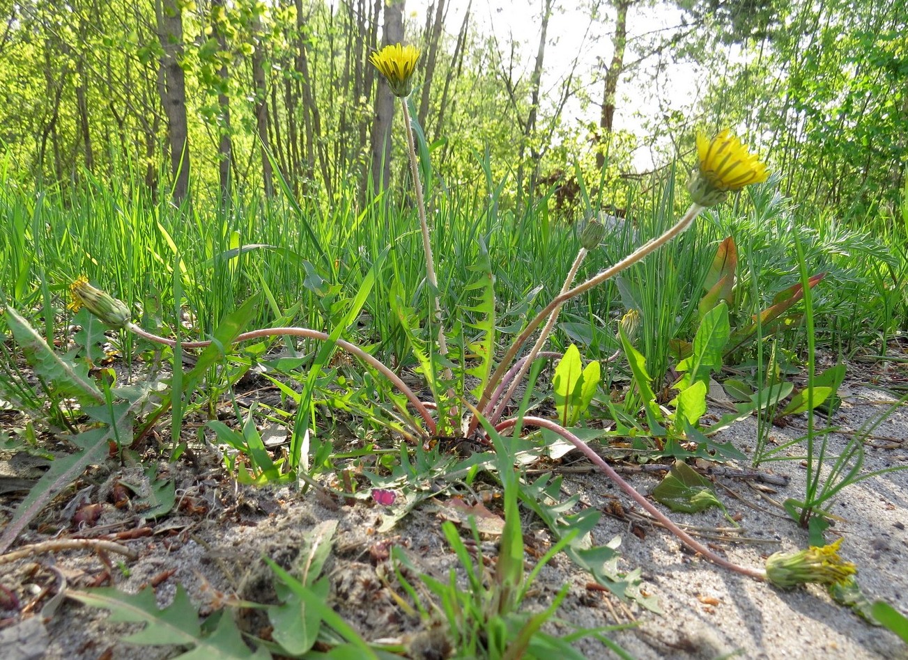 Image of Taraxacum krasnikovii specimen.