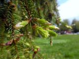 Picea × fennica. Верхушка ветви с молодыми побегами. Марий Эл, г. Йошкар-Ола, Центральный парк. 19.05.2017.