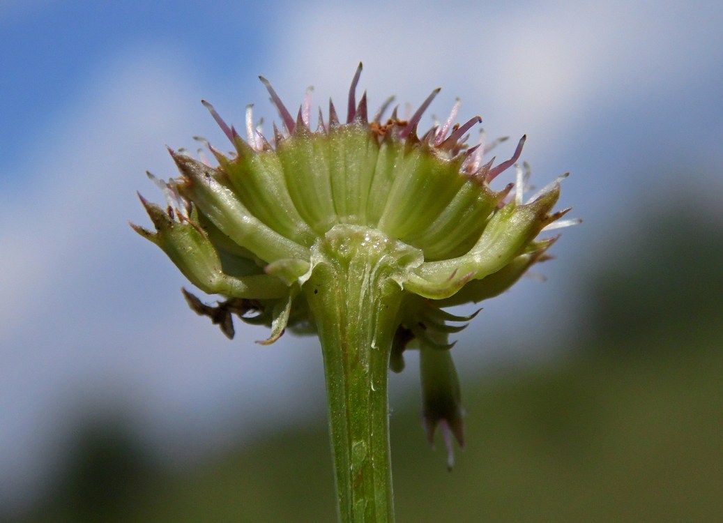 Image of Oenanthe silaifolia specimen.